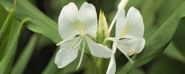 姜花种植方法详解